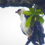 Final feliz | Tras ser herida con perdigones, un águila blanquinegra se recuperó y volvió a la libertad