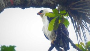Final feliz | Tras ser herida con perdigones, un águila blanquinegra se recuperó y volvió a la libertad